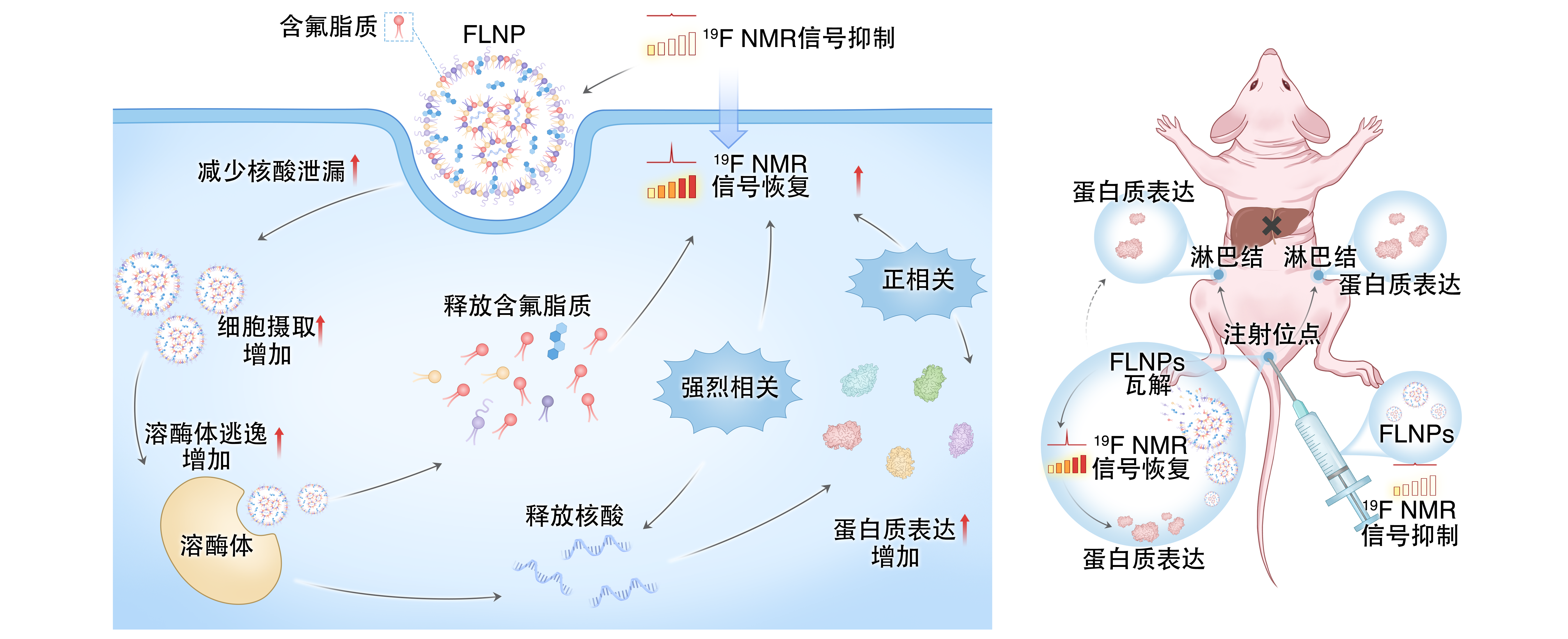 让 mRNA 在体内“看得见” PA真人国际在mRNA疫苗递送研究方面取得重要进展